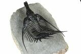 Huge, Flying Psychopyge Trilobite - Top Quality Specimen #368546-5